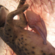 Illustration for article titled Outstanding images of animals inside the womb